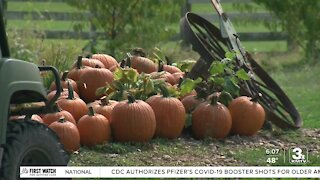 Bellevue Berry Farm features all things fall