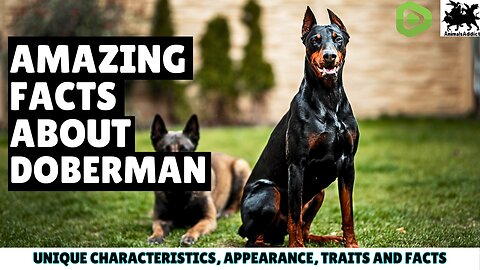 Interesting Facts About Doberman Pinscher | Doberman Dog Facts | Doberman Amazing Facts