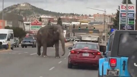 Can We Elect Him President? Escaped Circus Elephant Roams The Streets In Butte, Montana