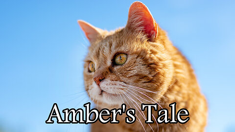 Amber's Tale – Story of a Cat beating Arthritis