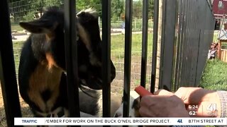 Farm animals, garden helping Overland Park dementia care center patients