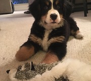 Bernese Mountain Dog puppy's first bone - What a priceless moment!