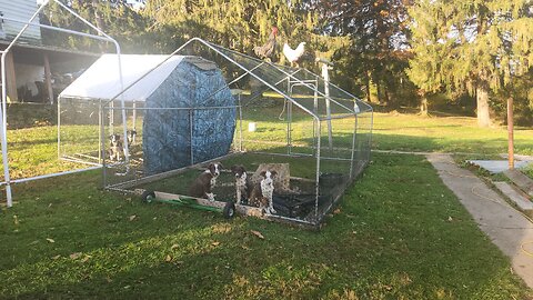Border collies and chicken setup/update.