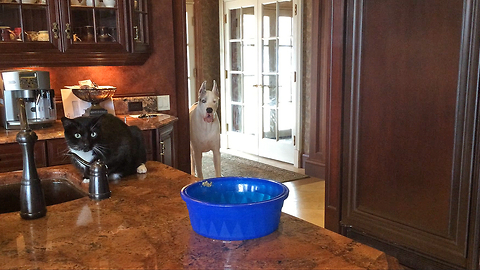 Funny Great Dane and Cat share dinner together
