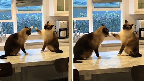 Siamese Cats Have The Laziest Kitchen Counter Fight Ever