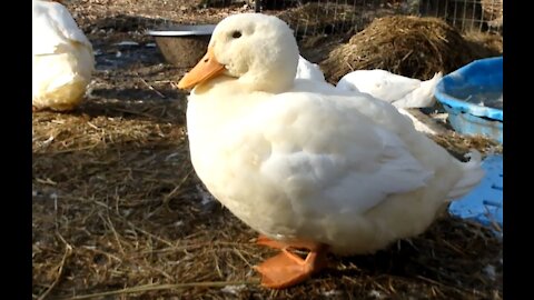 Ducks Fluffy Winter Feathers