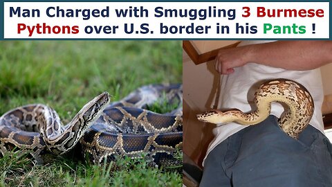 MAN SMUGGLES PYTHONS IN PANTS, HUMAN TRAFFICKING, the TRUTH about MICHAEL JACKSON and more