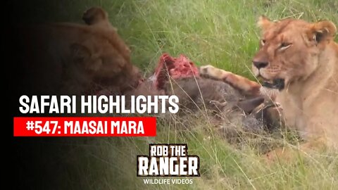 Safari Highlights #547: 09 & 10 March 2020 | Maasai Mara/Zebra Plains | Latest Wildlife Sightings