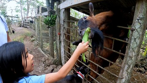 Sanctuary goats go crazy for green bananas from guests