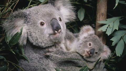 💣 - CIVIL UNREST & 🇦🇺 -Australia Declares Koalas ENDANGERED👇