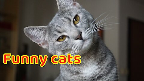 funny cats cute video