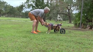 Retired sheriff's deputy supplying wheelchairs for animals in need