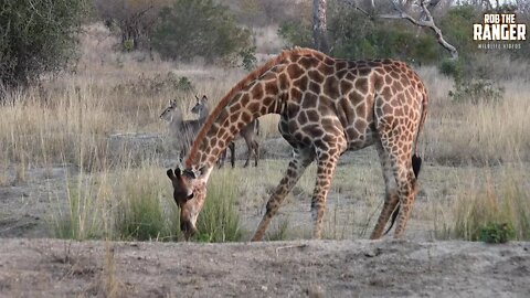 How Do Giraffes Drink Water?
