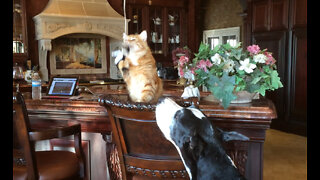 Great Dane Also Wants To Play With Cat's Toy