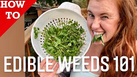 BEGINNERS GUIDE TO EDIBLE WEEDS IN YOUR OWN BACKYARD. LAMBS QUARTERS | Gardening in Canada 👩‍🔬