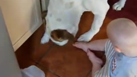 Baby Furious At Dog For Stealing His Cookie