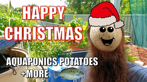Happy Christmas | Aquaponics Potatoes & MORE