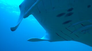 Scuba diver finds herself surrounded by giant manta rays in the Maldives