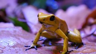 Poison dart frogs debut at Reid Park Zoo