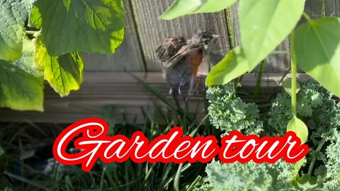 Garden tour and baby robin rescue #gardentour