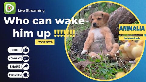 Who can wake him up - loving animals