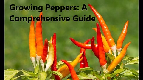 Growing Peppers: A Comprehensive Guide