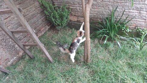 Joy discovering she can climb a tree - Joy descobrindo que pode subir em árvore