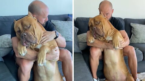Massive 160lb pit bull loves to cuddle