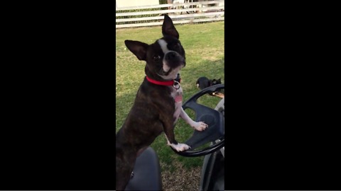 Boston Terrier begs owner to drive golf cart