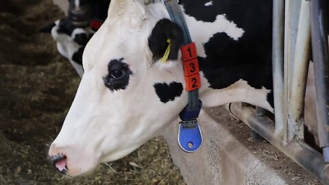 A Modern Cow Farm - Holland 2019