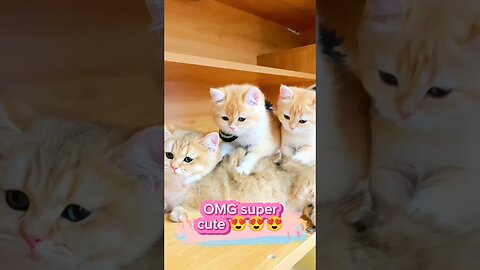 Super Cute and Funny cats