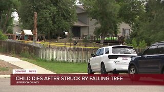Child struck by falling tree in Jefferson County dies, sheriff's office says