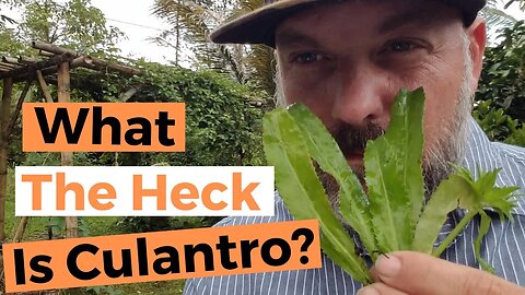 What Is Culantro?