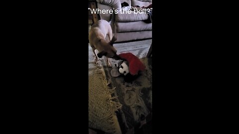 Asking My Chihuahua Bluto: Where's The Ball?
