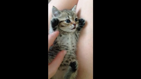 Cuteness overload: Tiny kitten loves to play