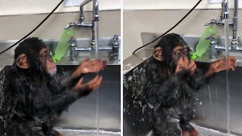 The cute monkey knows how to wash his hands and face