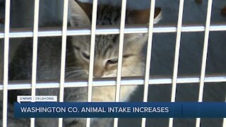 Washington Co. Animal Intake Increases