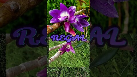 👑Orchid Royalty👸🏼 HRH Dendrobium victoriae-reginae in BLOOM AGAIN #ninjaorchids #shorts #dendrobium
