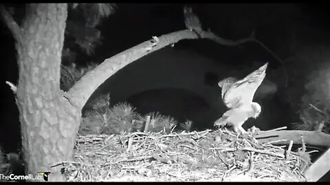 Mom Brings In a Rat, Coaxes Owlet Down To Nest 🦉 4/14/22 01:24