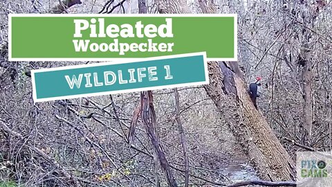 Pileated woodpecker on Wildlife 1 camera