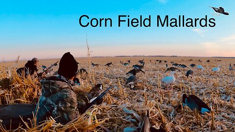 Late Season CORN FIELD Duck Hunting: Western Manitoba, Canada