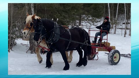 Dragging The Forest With A Team Of DRAFT HORSES!!