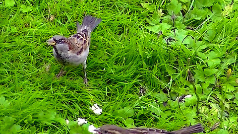 IECV NV #731 - 👀 House Sparrows Eating Some Nut Bread 10-21-2018