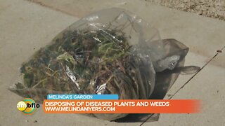 Melinda’s Garden Moment – how to dispose of diseased plant material and weeds