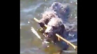 Two Dogs Fetch One Stick In Hilarious Fashion