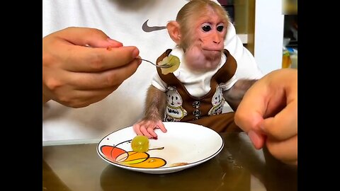 Super Clever monkey BiBi tricks the father for steal fruits to eat