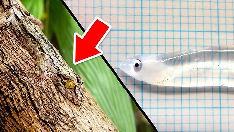 Invisible Animals in the World That Surprise Scientists