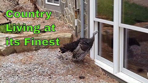 Bearded hen turkey pecking reflection on the homestead