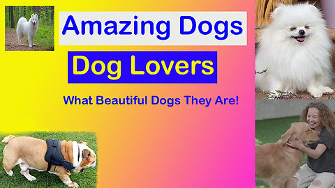 Top Beautiful Dogs | Family Dogs | Amazing Dogs | EntertainmentVlog