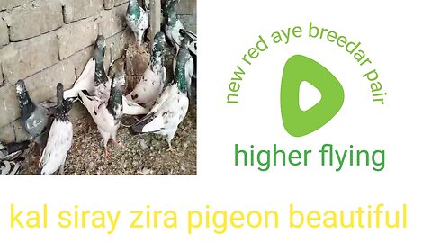 New parvazi Beautiful pigeon breeder pair best flying